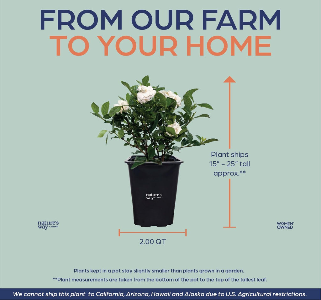 Gardenia Veitchii Fragrant Flowering Shrub 2 Quart Grower Pot C17679
