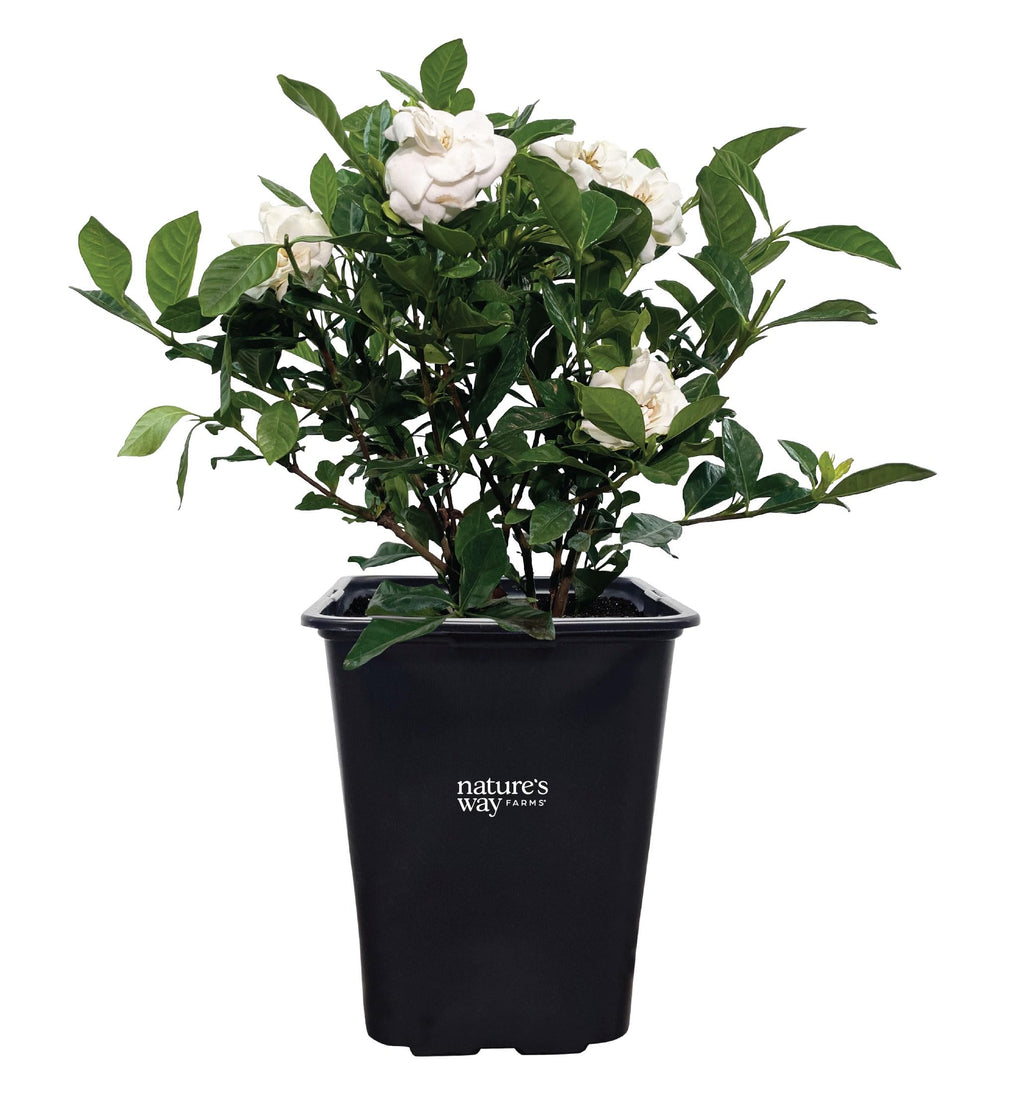 Gardenia Veitchii Fragrant Flowering Shrub 2 Quart Grower Pot C17679