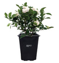 Gardenia Veitchii Fragrant Flowering Shrub 2 Quart Grower Pot C17679