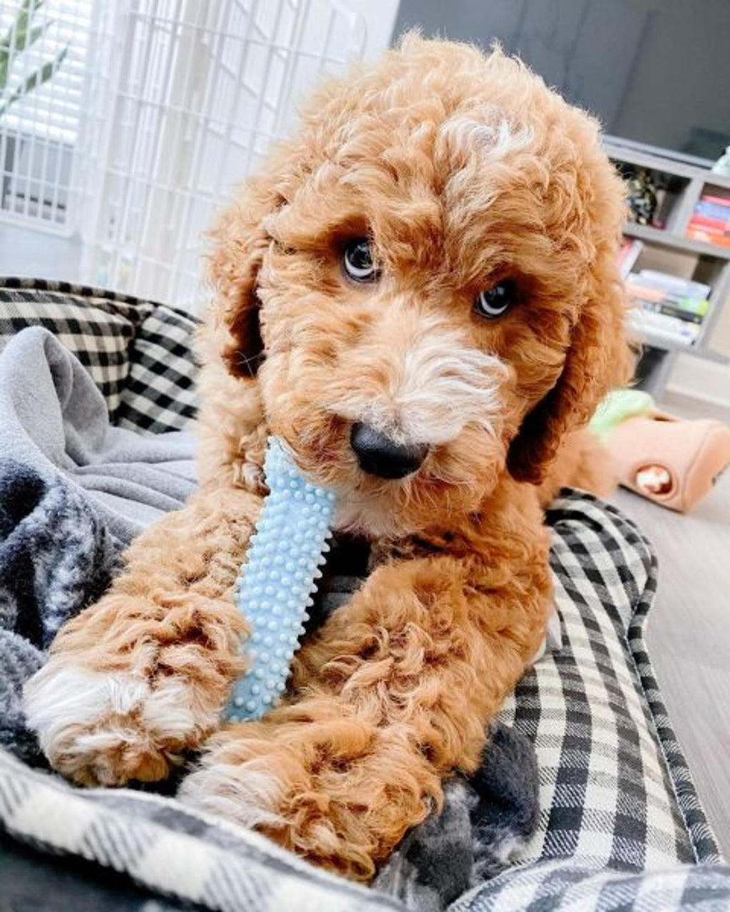 Puppy Teething Toys 3 Pack Y227832