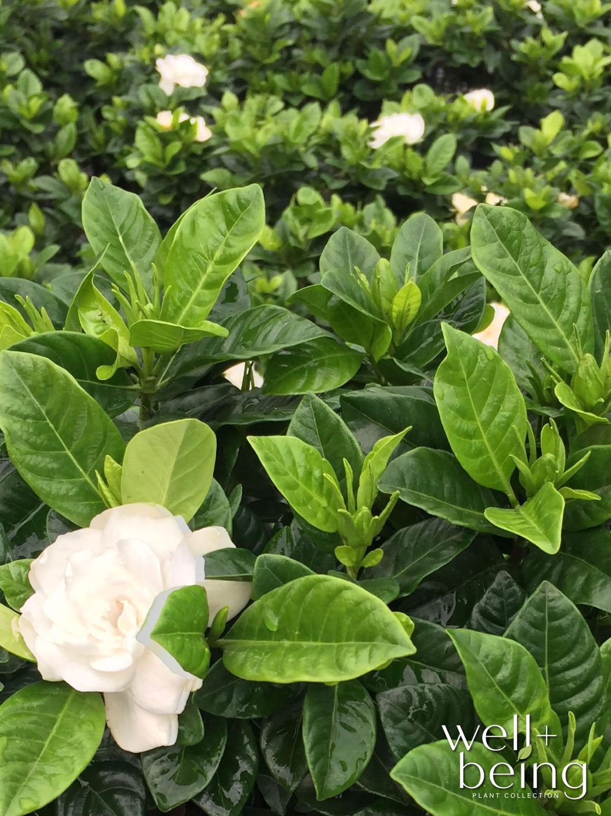 Gardenia Veitchii Fragrant Flowering Shrub 2 Quart Grower Pot C17679