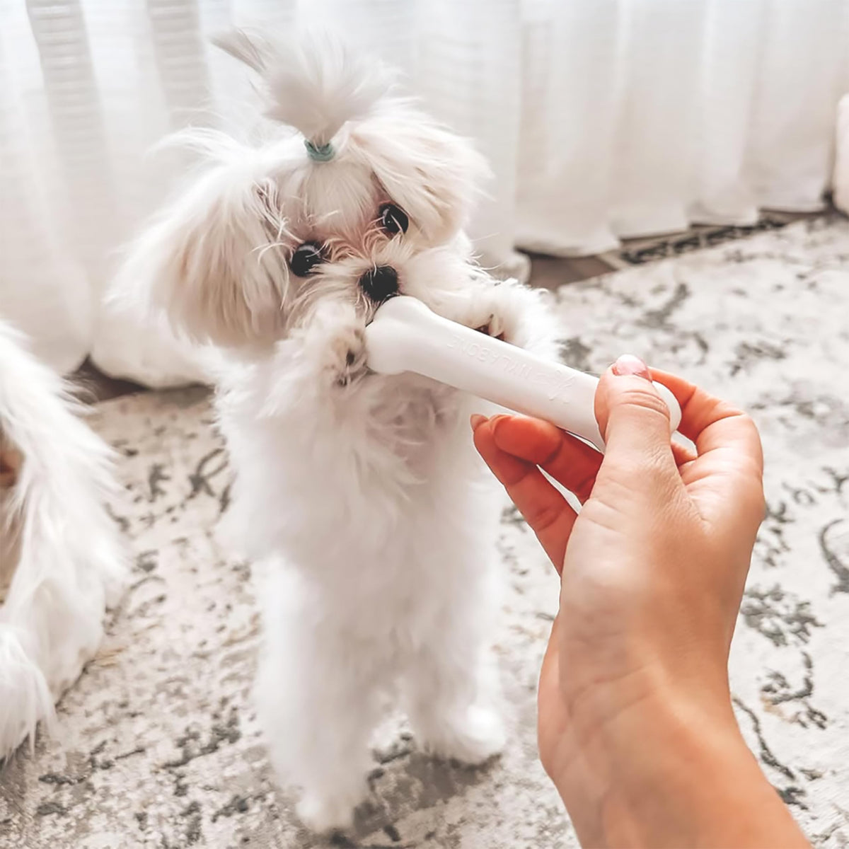 Puppy Teething Toys 3 Pack Y227832