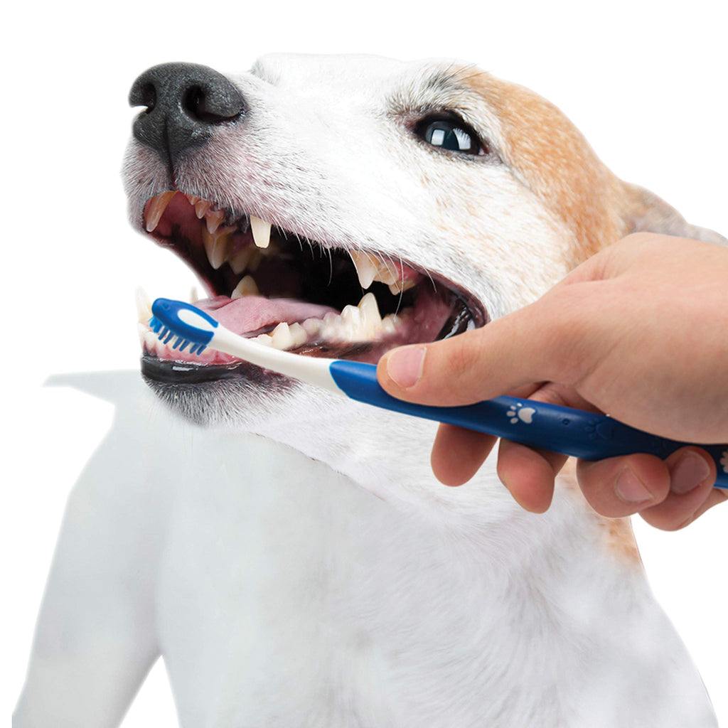 Puppy Dental Kit 3 Count A502