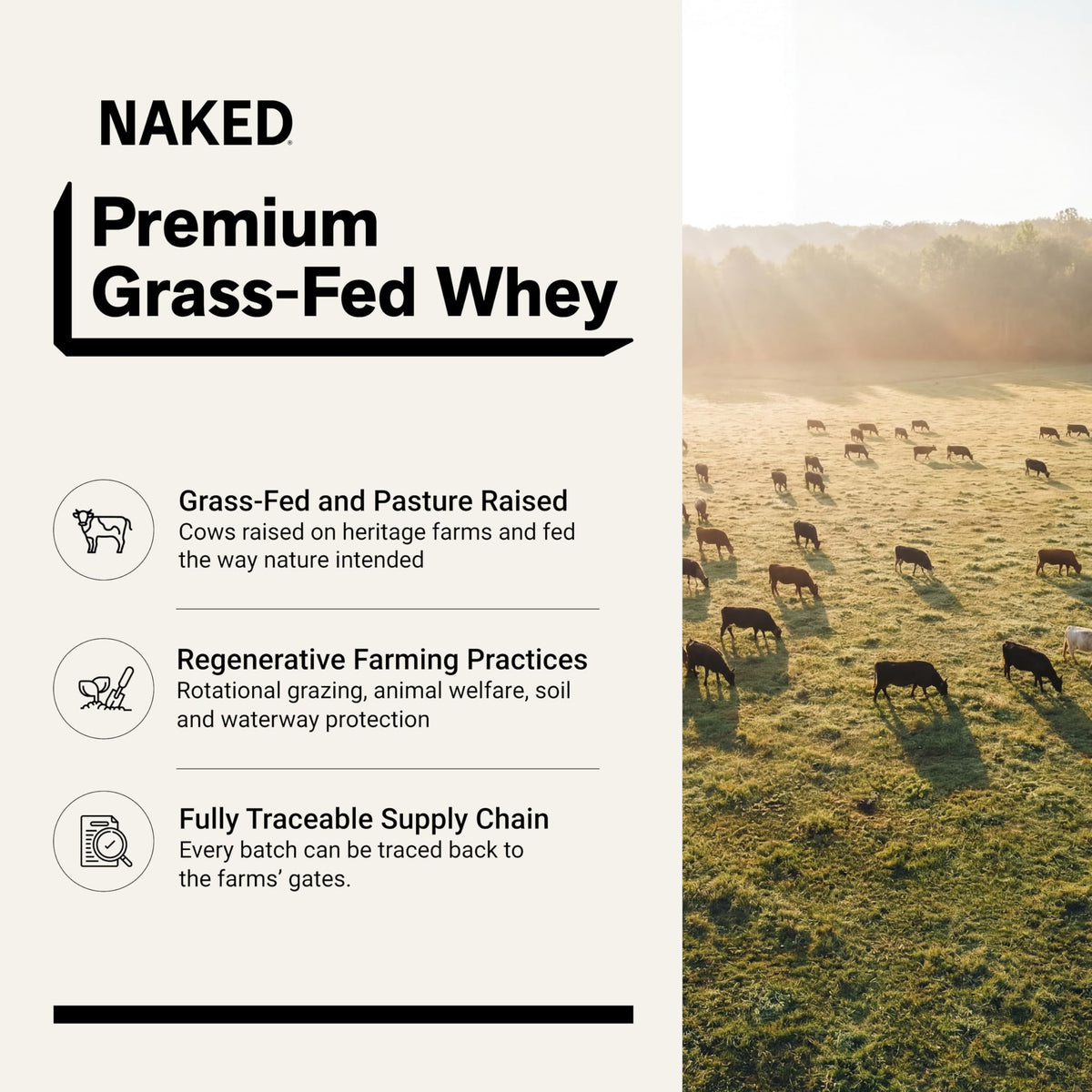 Chocolate Grass Fed Whey Protein Powder P1584