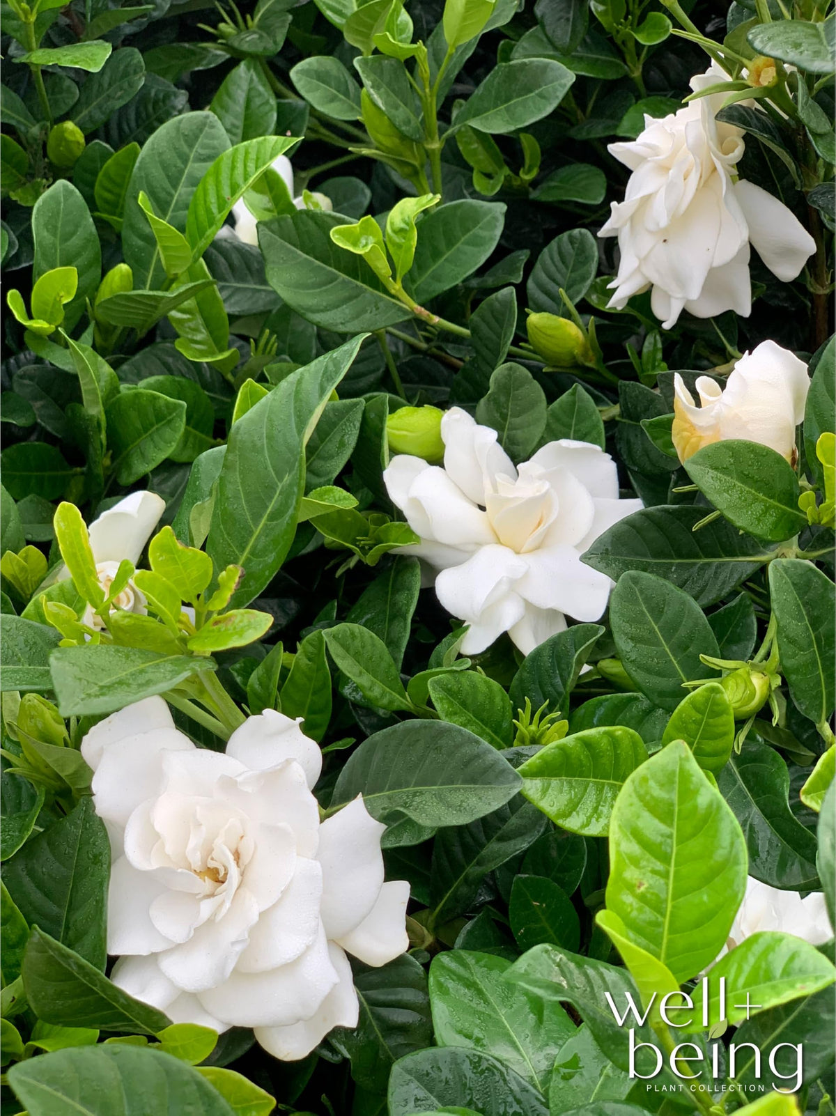 Gardenia Veitchii Fragrant Flowering Shrub 2 Quart Grower Pot C17679